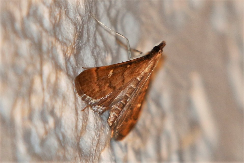 Dolicharthria punctalis - hosszúlábú tűzmoly