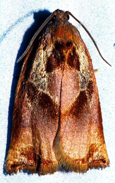 Archips podana - dudvarágó sodrómoly