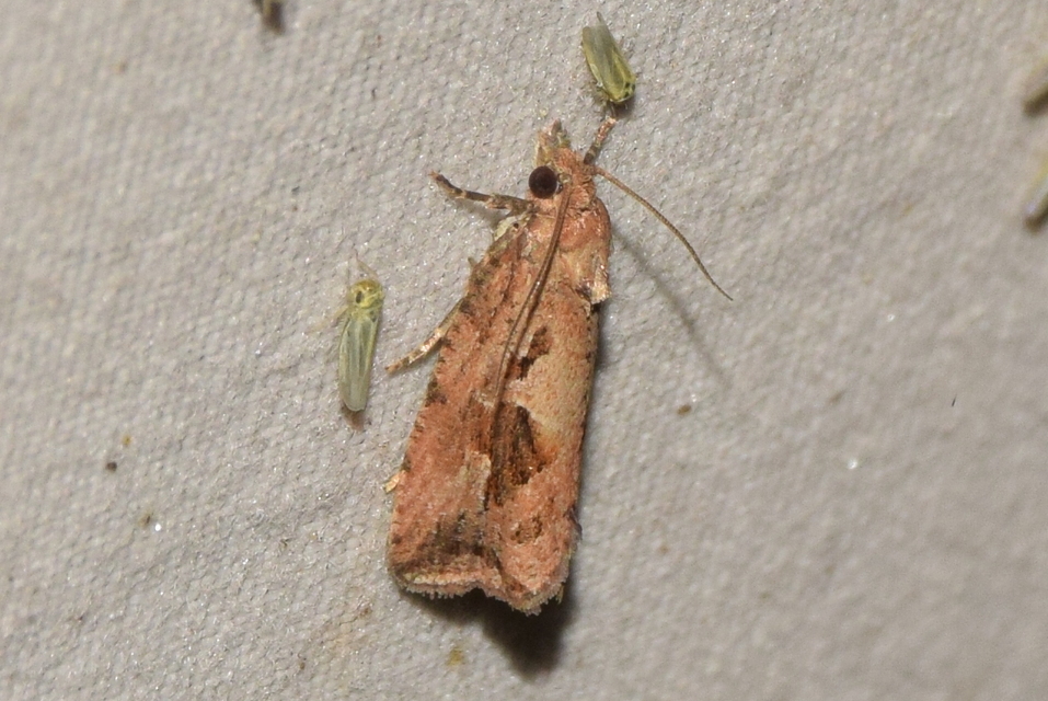 Endothenia quadrimaculana - mocsári tükrösmoly