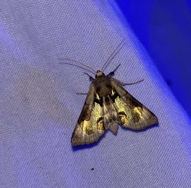 Diachrysia zosimi - nemes aranybagoly