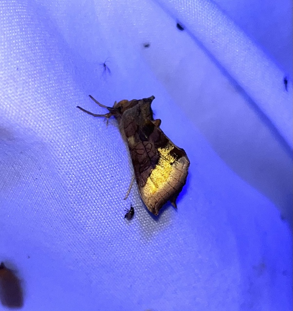 Diachrysia chrysitis - aranybagoly