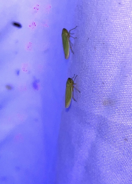 Cicadella viridis - méregzöld kabóca