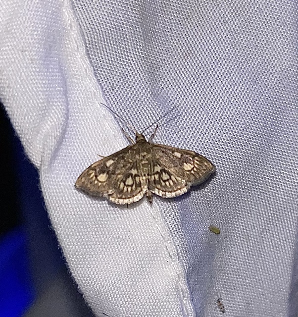 Anania stachydalis - mocsári dudvamoly