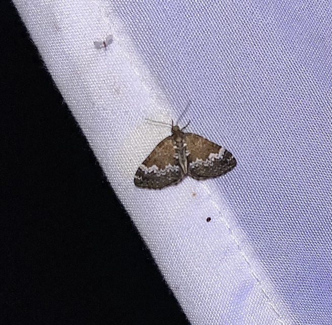Perizoma alchemillata - árvacsalán-araszoló