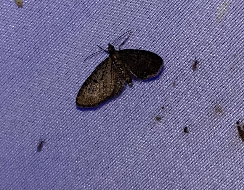 Eupithecia virgaureata - aranyvessző-törpearaszoló