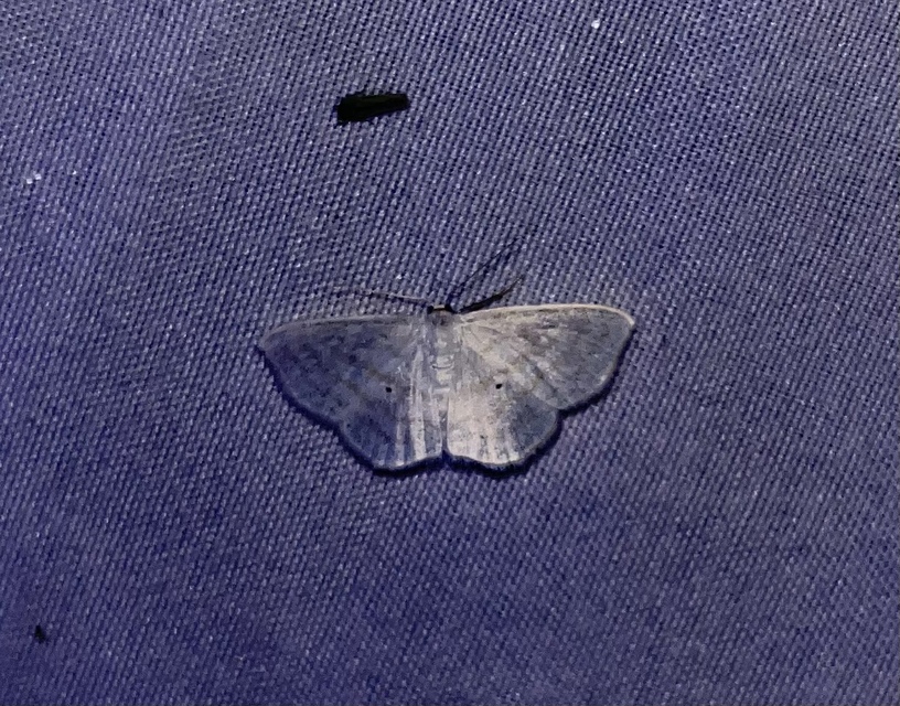 Scopula caricaria - mocsári fehéraraszoló