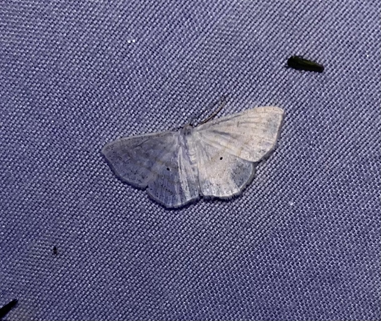 Scopula caricaria - mocsári fehéraraszoló