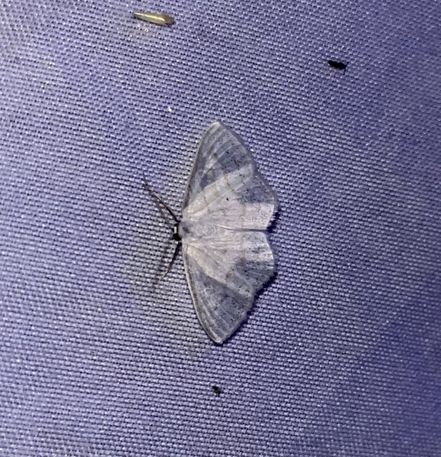 Scopula caricaria - mocsári fehéraraszoló