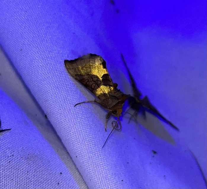 Diachrysia chrysitis - aranybagoly