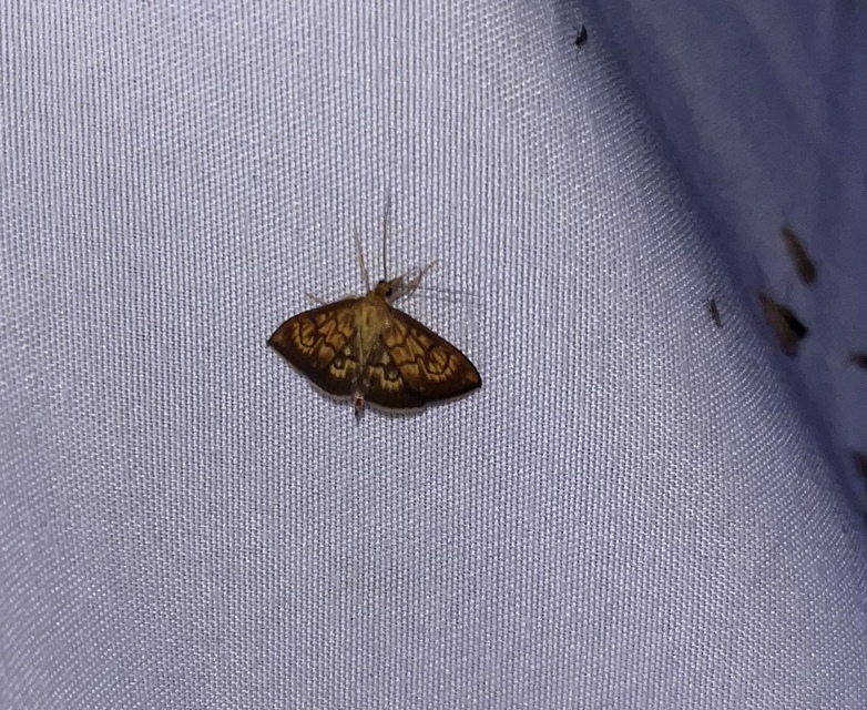 Ecpyrrhorrhoe rubiginalis - rozsdavörös tűzmoly