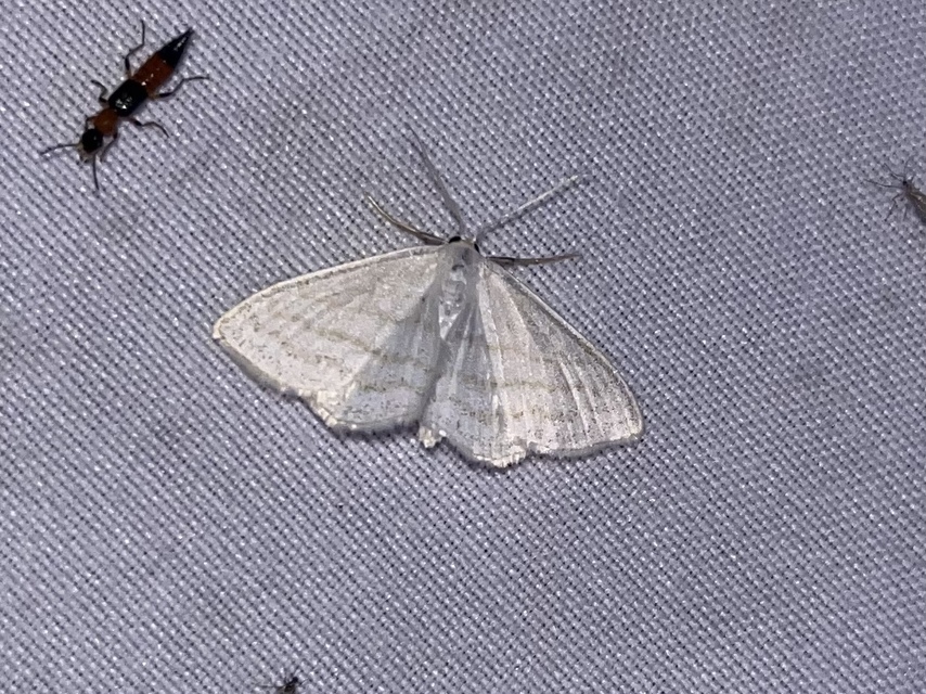 Scopula caricaria - mocsári fehéraraszoló