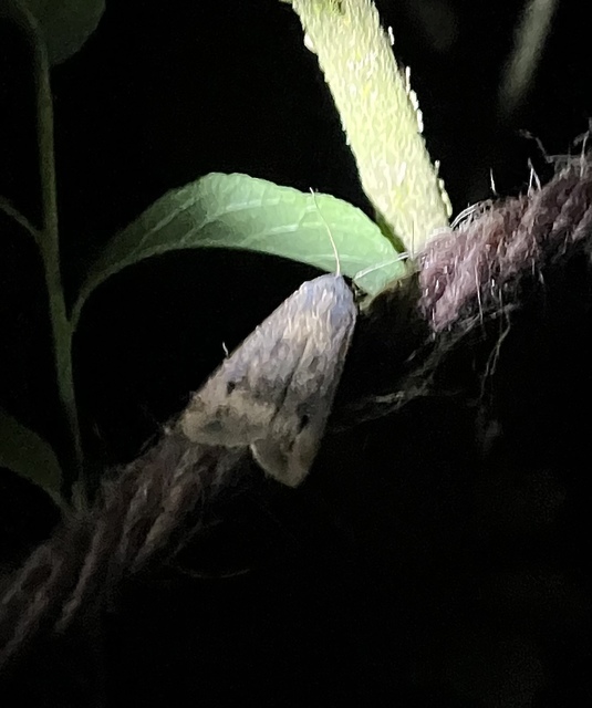Agrotis ipsilon - nagy földibagoly