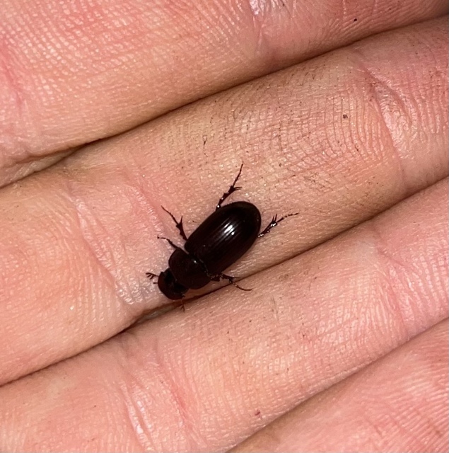 Aphodius rufipes - vörösbarna trágyabogár