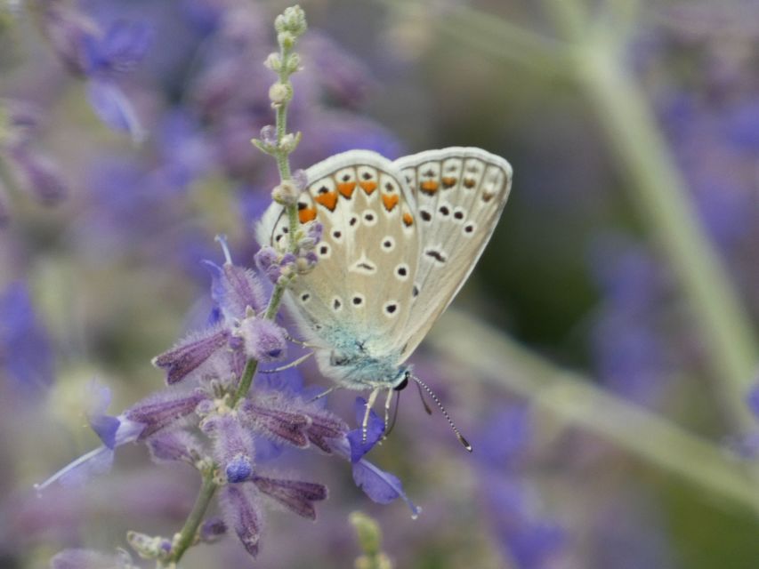 Polyommatus icarus - közönséges boglárka