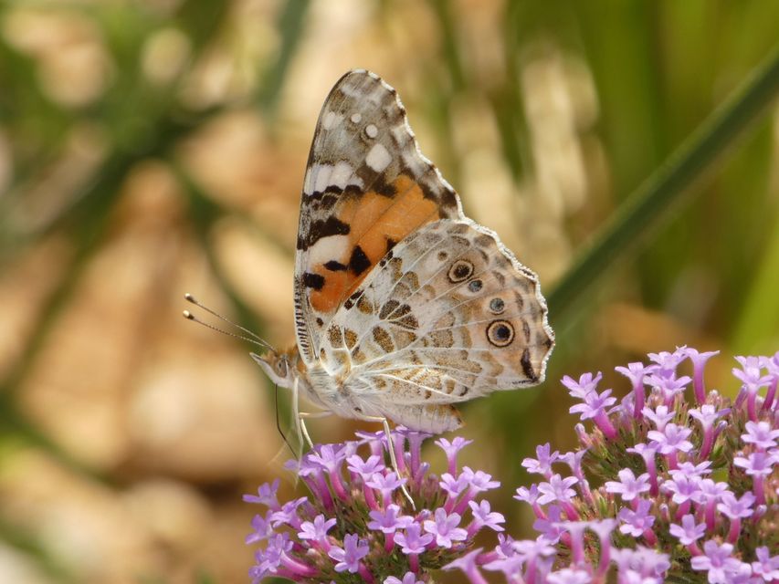 Vanessa cardui - bogáncslepke