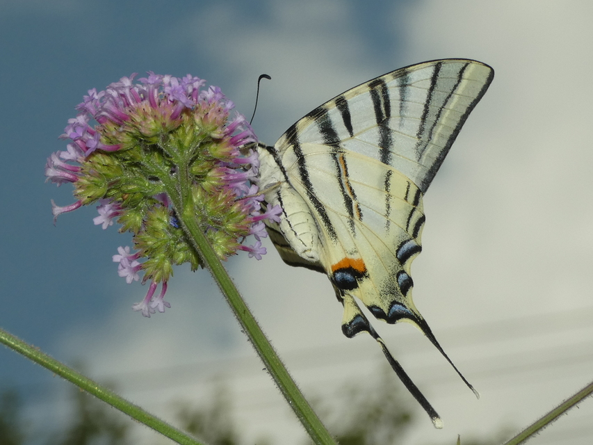 Iphiclides podalirius - kardoslepke