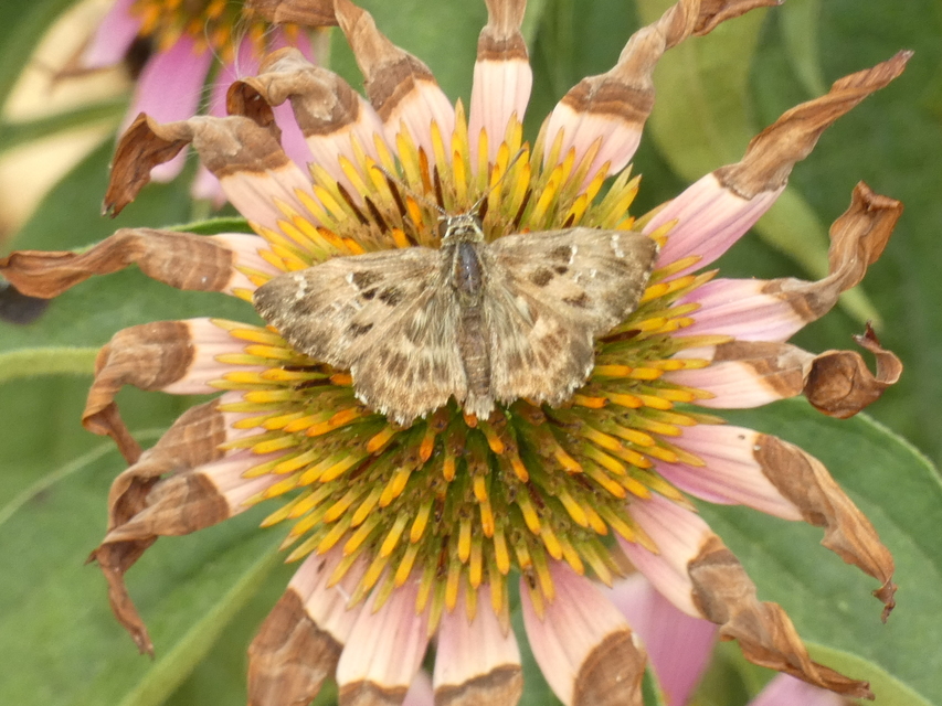 Carcharodus alceae - mályva-busalepke