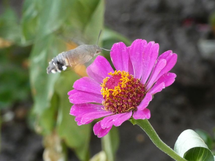 Macroglossum stellatarum - kacsafarkú szender
