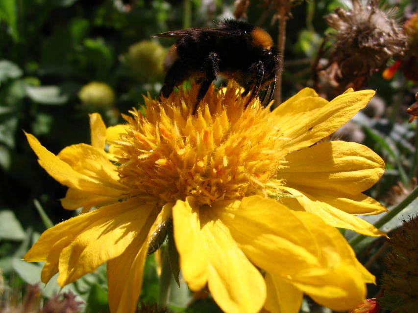 Bombus terrestris/lucorum