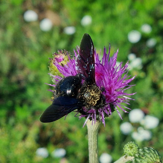 Xylocopa