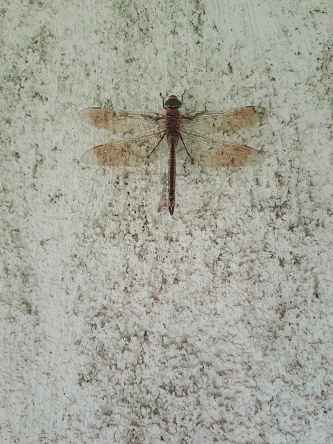 Anax parthenope - barna óriásacsa