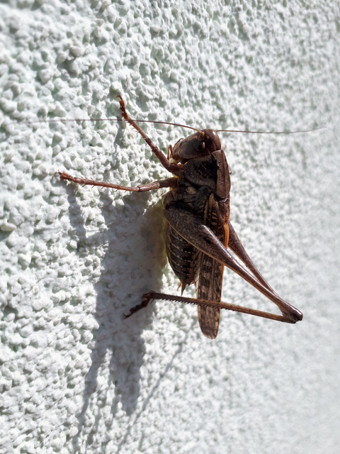 Decticus verrucivorus - szemölcsevő szöcske