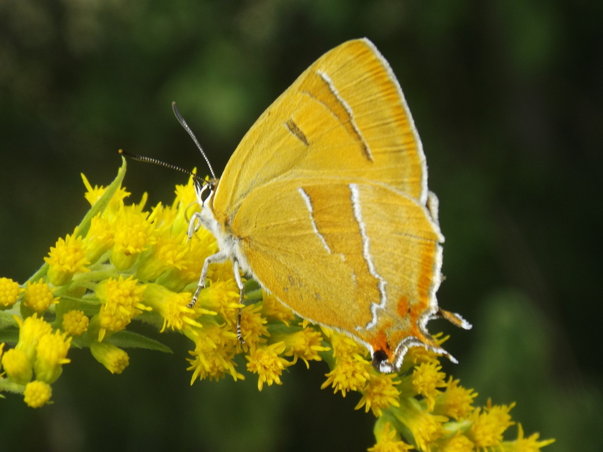 Thecla betulae - nyírfalepke