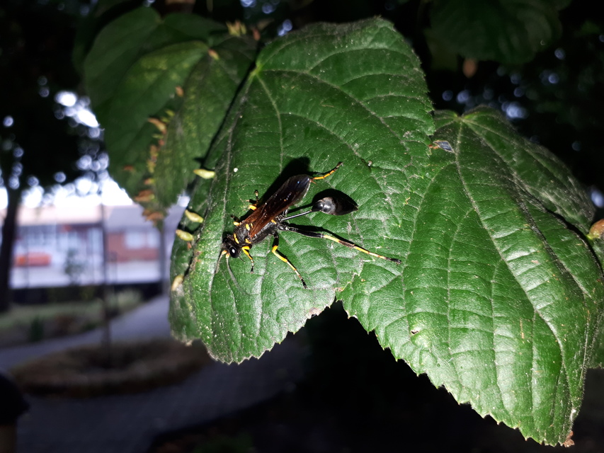 Sceliphron caementarium - feketenyelű lopódarázs