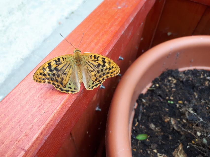 Argynnis pandora - zöldes gyöngyházlepke