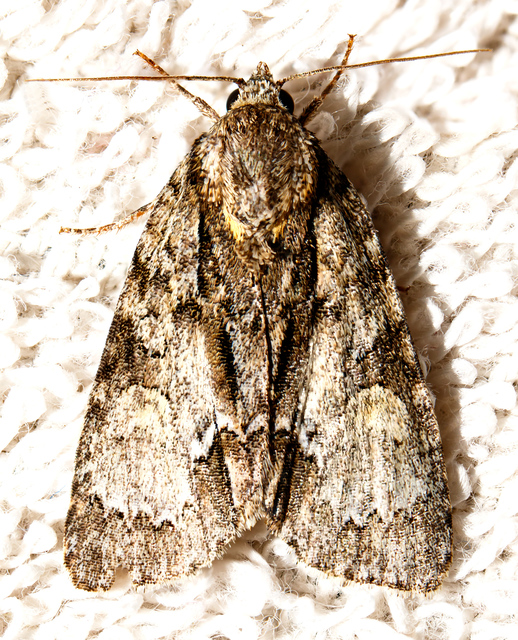 Acronicta strigosa - kis szigonyosbagoly