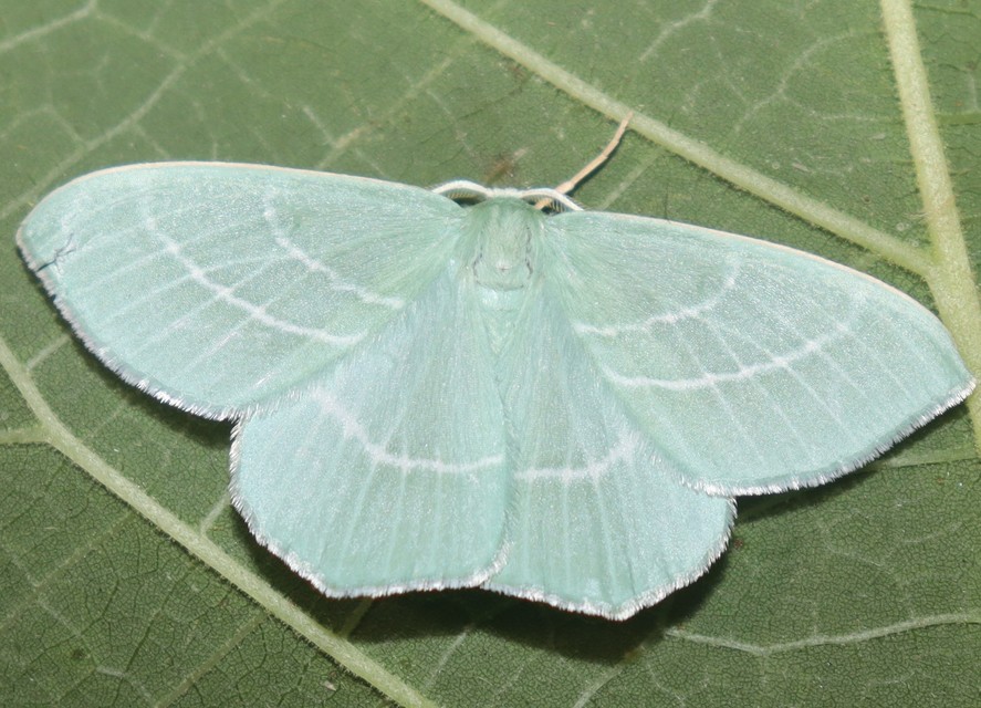 Hemistola chrysoprasaria - kékes zöldaraszoló