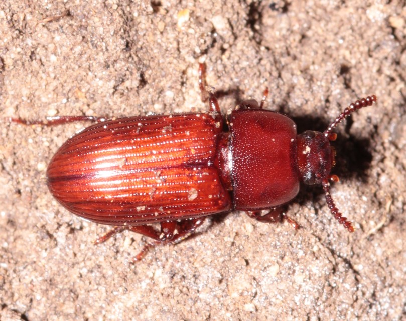 Uloma culinaris - nagy rágványbogár