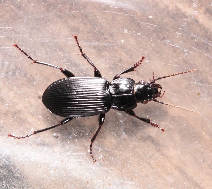 Pterostichus melanarius - közönséges gyászfutó