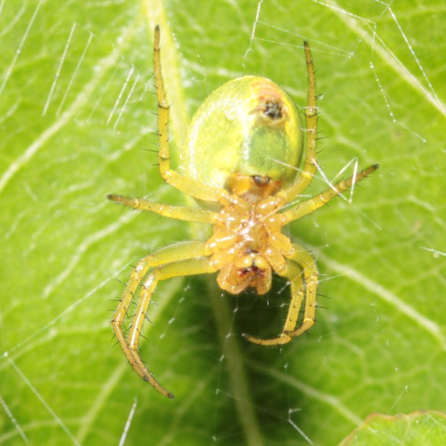 Araniella