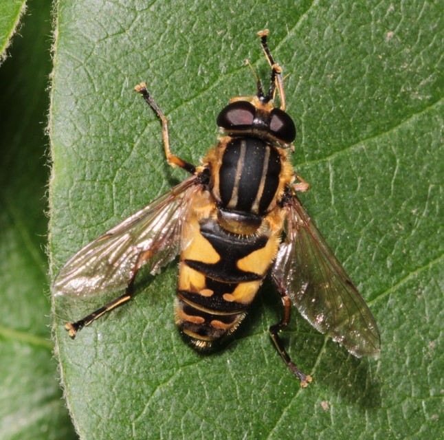 Helophilus