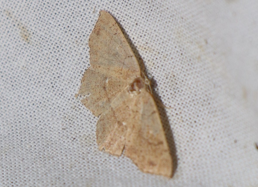 Cyclophora ruficiliaria - vörösrojtú pettyesaraszoló