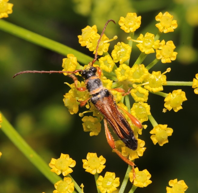 Stenopterus flavicornis - sárgacsápú keskenyfedőscincér