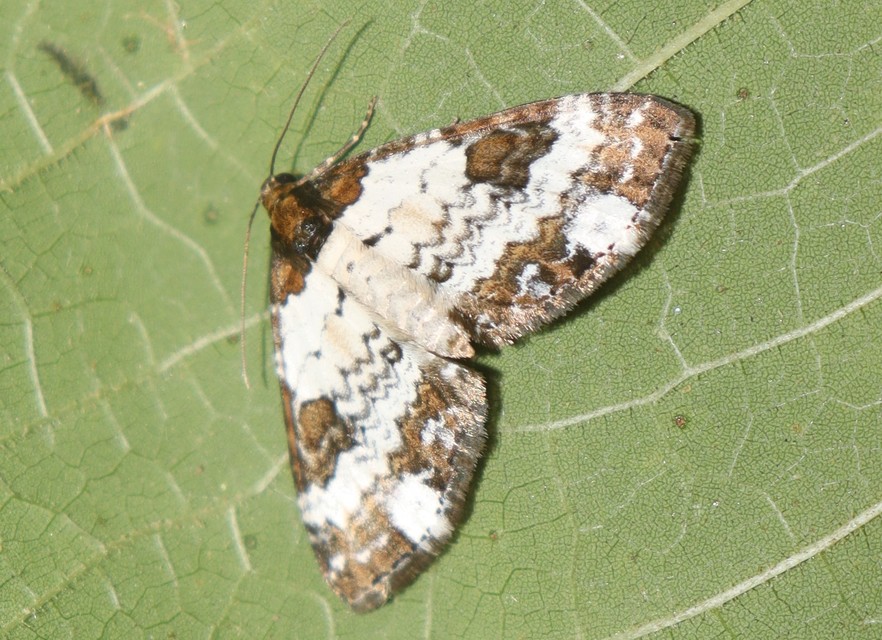Melanthia procellata - hullámos tarkaaraszoló