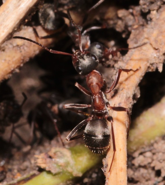 Formica rufibarbis - vörös rabszolgahangya