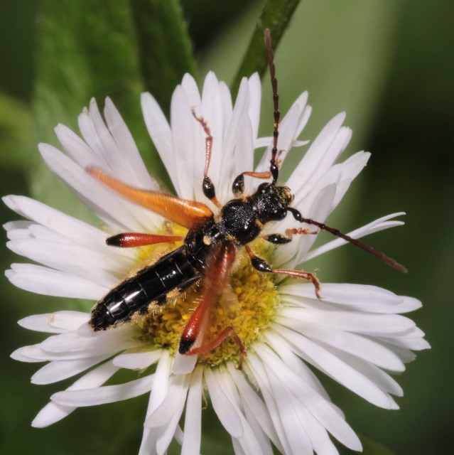Stenopterus rufus - tarkacsápú keskenyfedőscincér