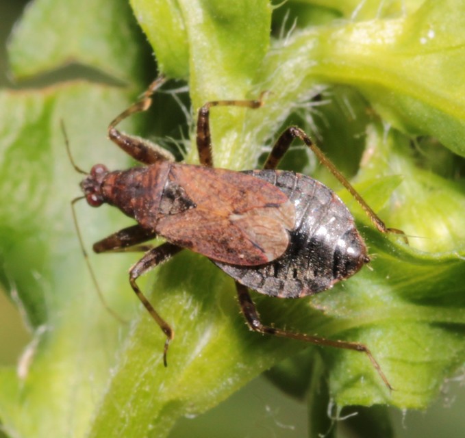 Himacerus mirmicoides - csalán-tolvajpoloska