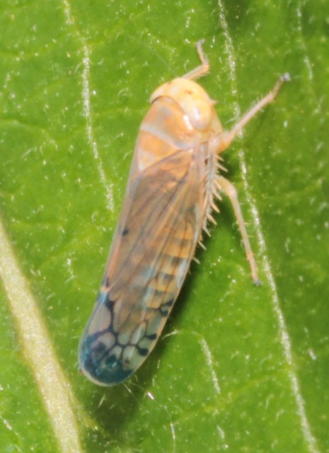 Anoplotettix