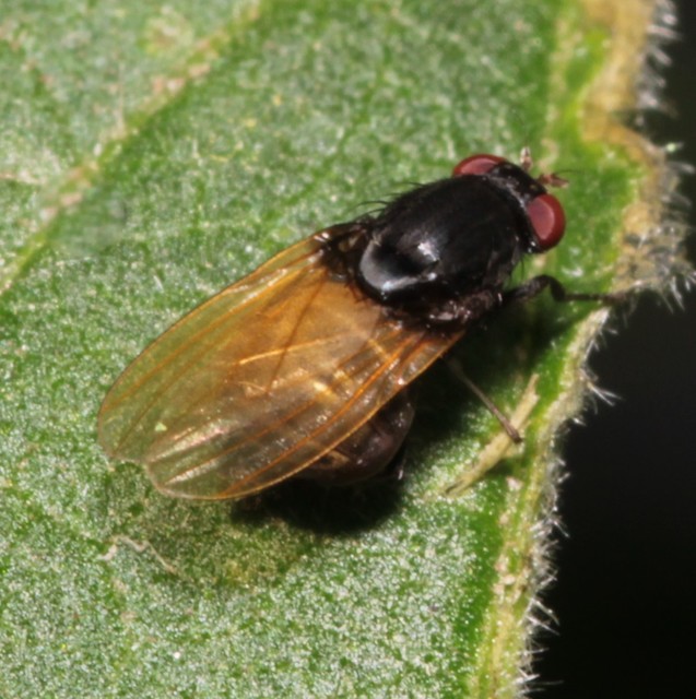 Minettia longipennis