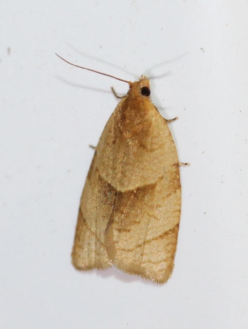 Clepsis rurinana - fakó sodrómoly