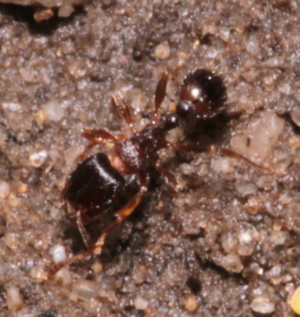 Tetramorium