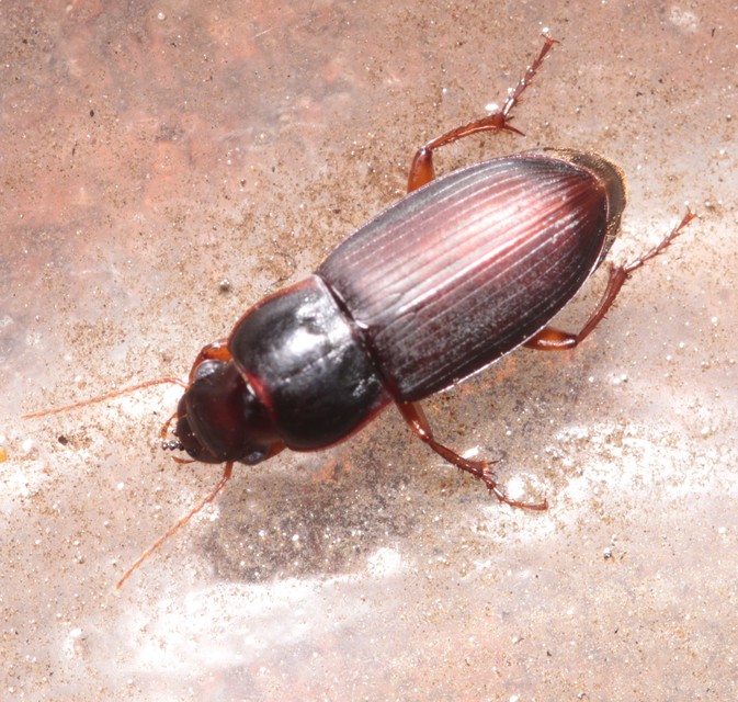 Harpalus smaragdinus - smaragd-lomhafutó