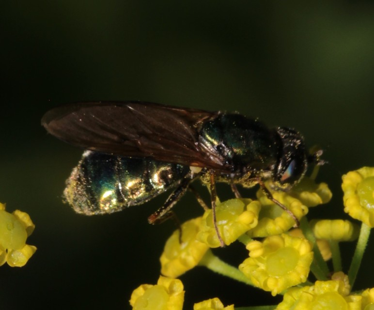 Chloromyia formosa - közönséges fémeslégy