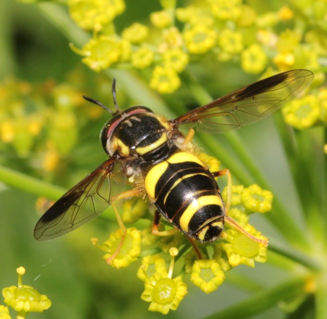 Chrysotoxum bicinctum - kétpántos öveslégy