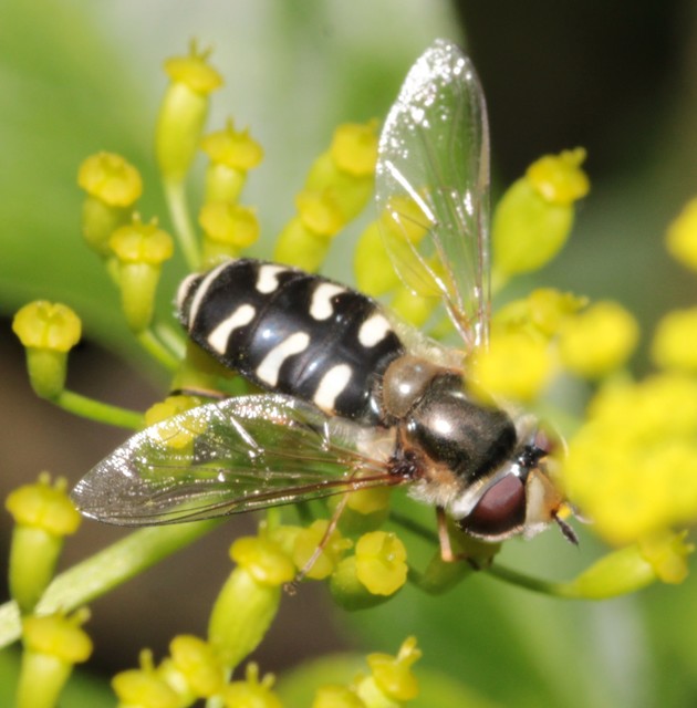 Scaeva pyrastri - gyakori nagyhomlokúlégy