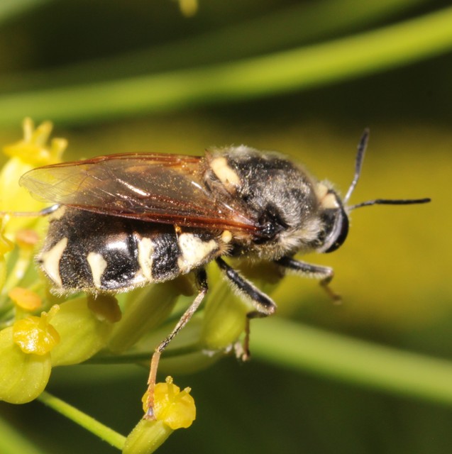 Stratiomys